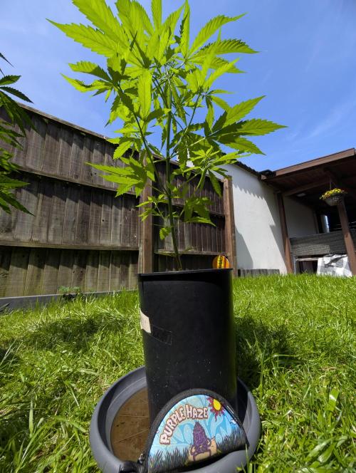 C.C.G / O.S.S Grow Event. Week 6