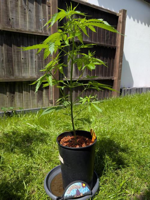 C.C.G / O.S.S Grow Event. Week 6