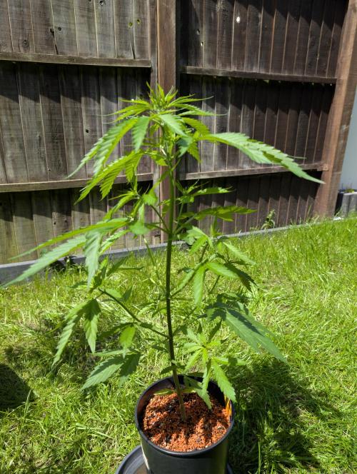 Purple Haze Auto. Week 6