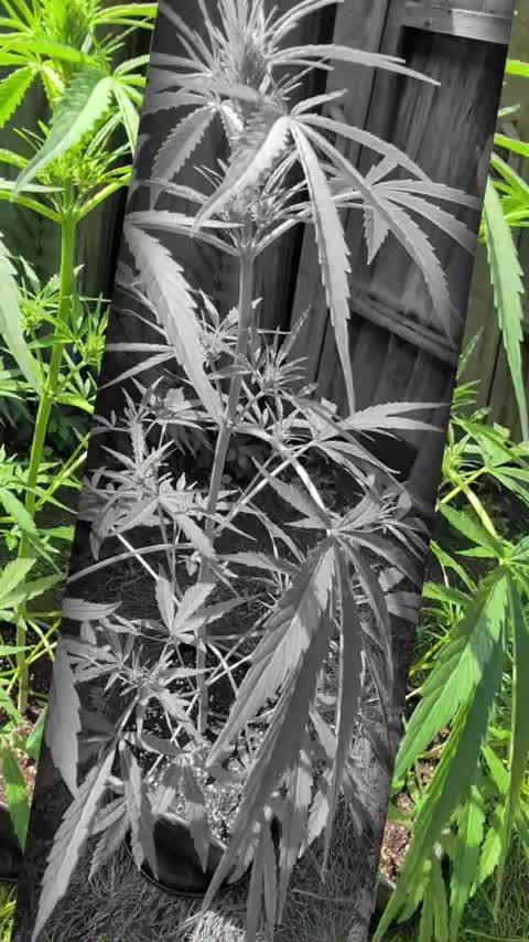 ,,Frosted Guava,, Autoflowering