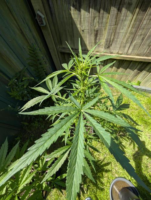 ,,Frosted Guava,, Autoflowering. Week 6