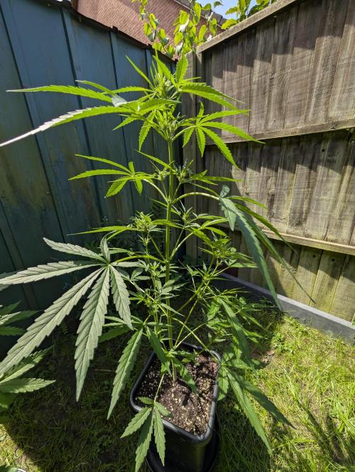 ,,Frosted Guava,, Autoflowering. Week 6