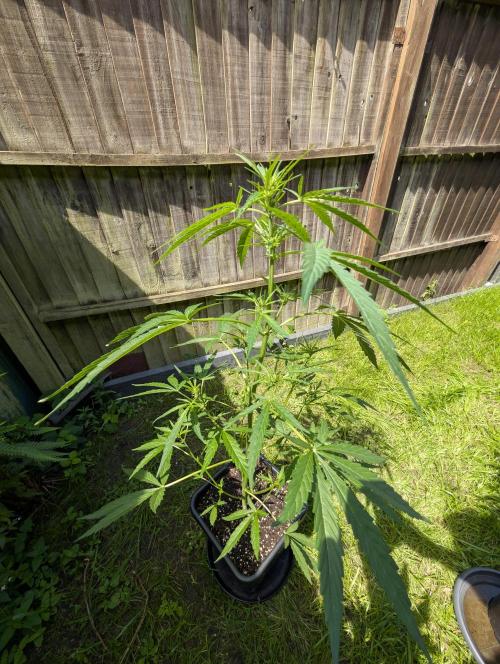 Frosted Guava Autoflowering. Week 6