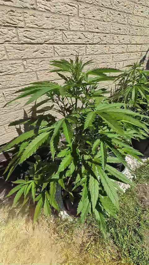 C.C.G / O.S.S Grow Event