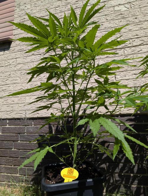 C.C.G / O.S.S Grow Event. Week 7