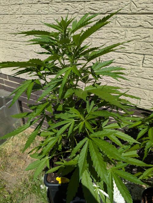 C.C.G / O.S.S Grow Event. Week 7