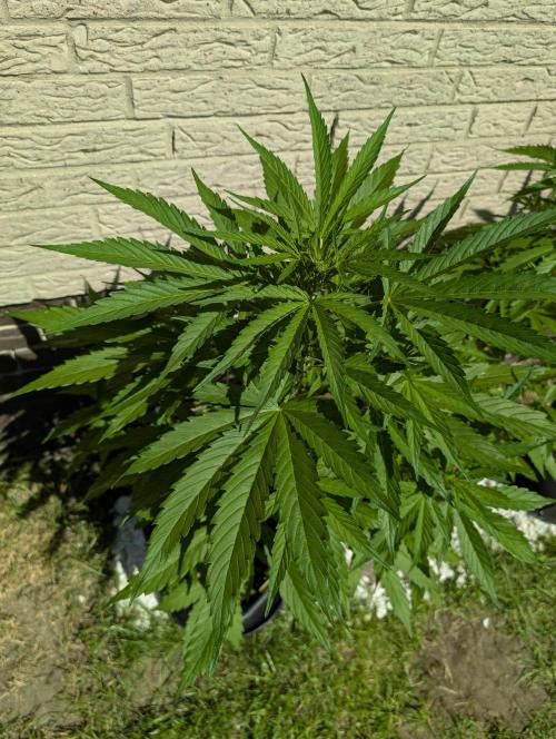 C.C.G / O.S.S Grow Event. Week 7