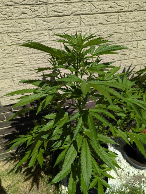 C.C.G / O.S.S Grow Event. Week 7