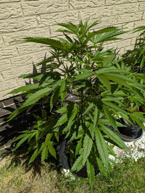 C.C.G / O.S.S Grow Event. Week 7