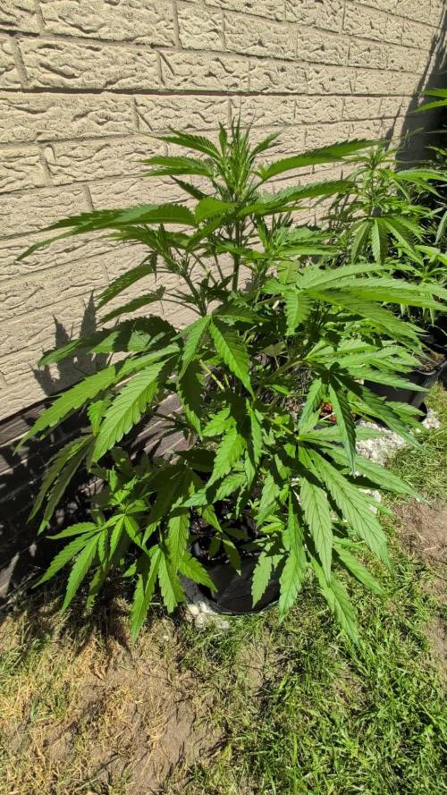 C.C.G / O.S.S Grow Event