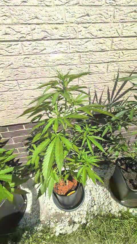 C.C.G / O.S.S Grow Event