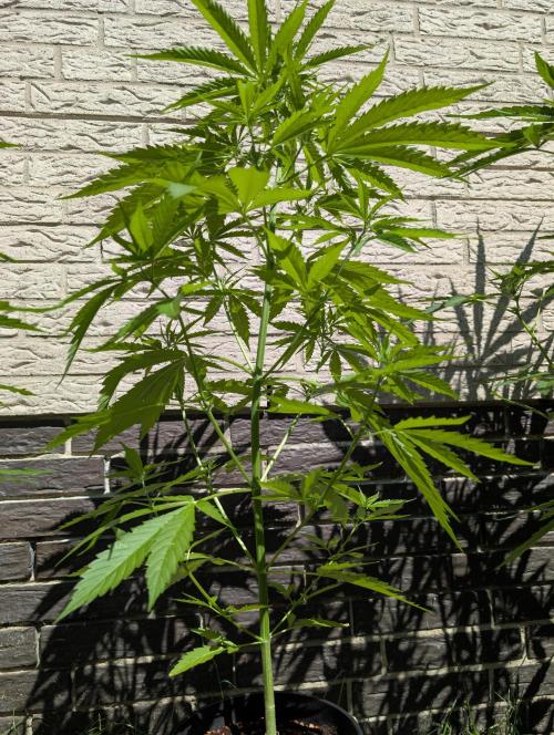 C.C.G / O.S.S Grow Event. Week 7