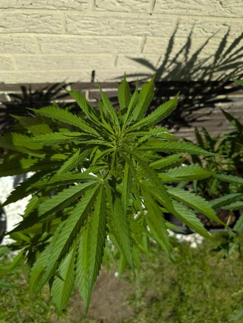 C.C.G / O.S.S Grow Event. Week 7