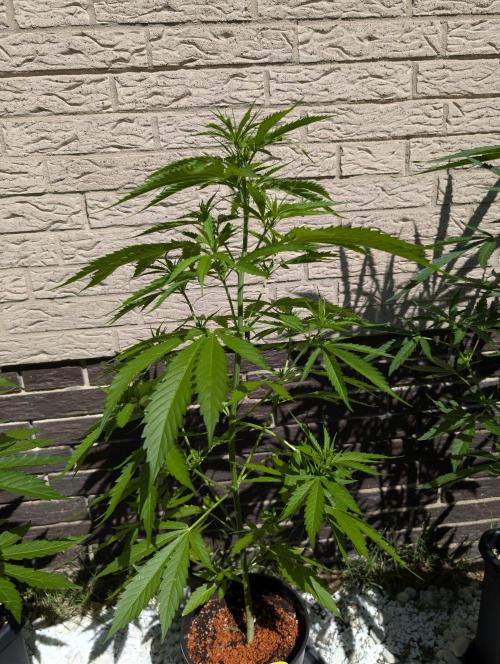 C.C.G / O.S.S Grow Event. Week 7