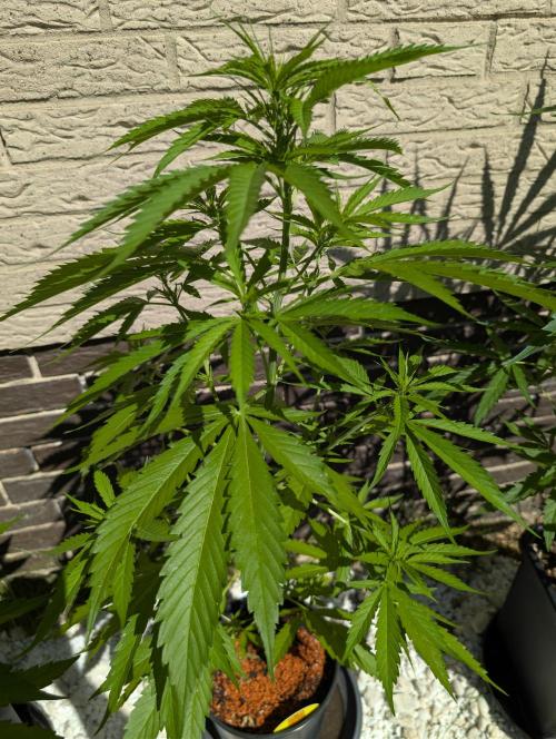 C.C.G / O.S.S Grow Event. Week 7