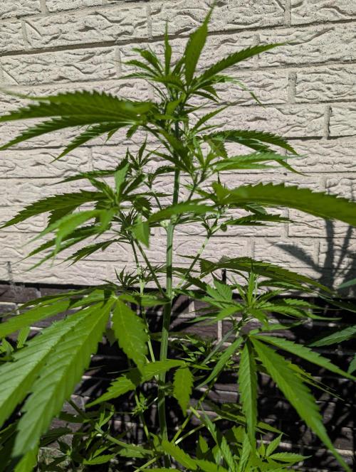 C.C.G / O.S.S Grow Event. Week 7
