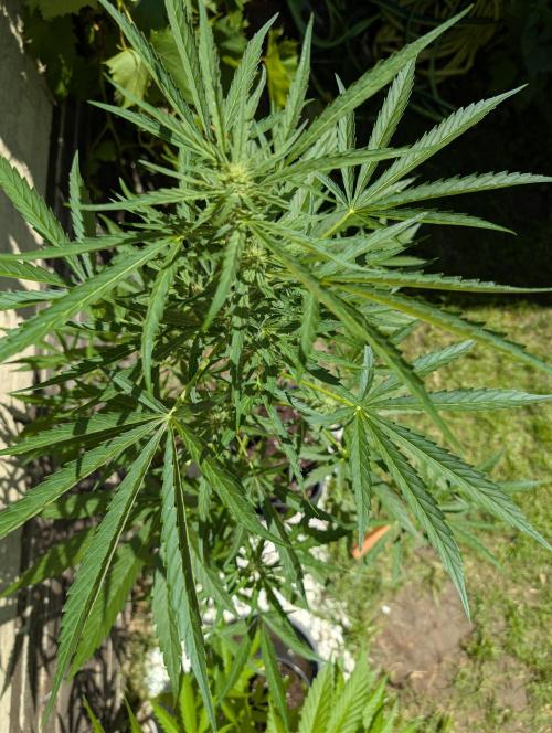 ,,Frosted Guava,, Autoflowering. Week 7