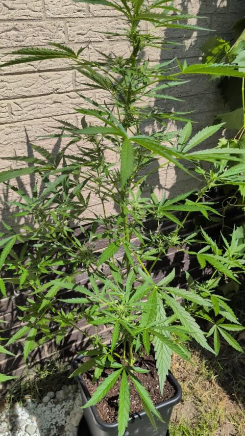 ,,Frosted Guava,, Autoflowering