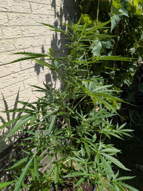 ,,Frosted Guava,, Autoflowering. Week 7