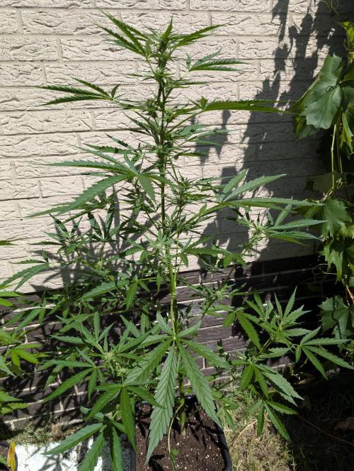 ,,Frosted Guava,, Autoflowering. Week 7