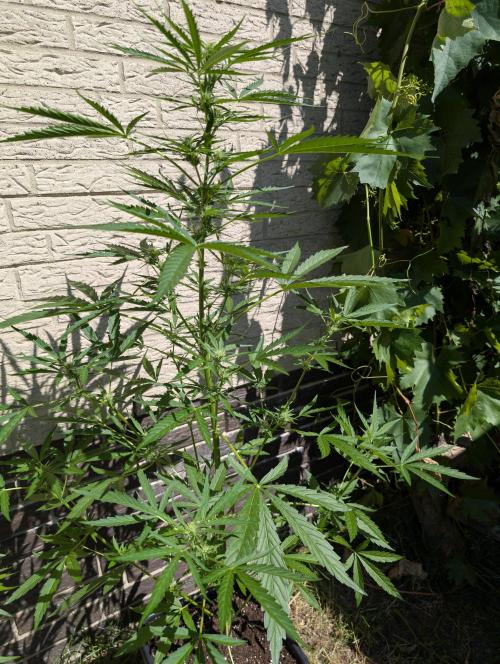 ,,Frosted Guava,, Autoflowering. Week 7