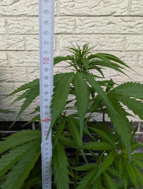 C.C.G / O.S.S Grow Event. Week 7
