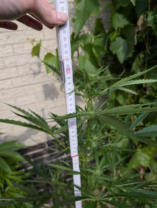 ,,Frosted Guava,, Autoflowering. Week 7