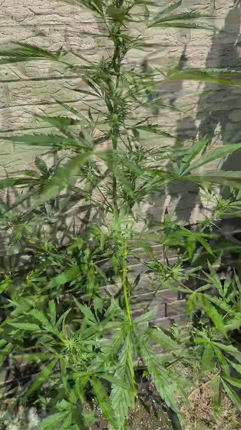 ,,Frosted Guava,, Autoflowering