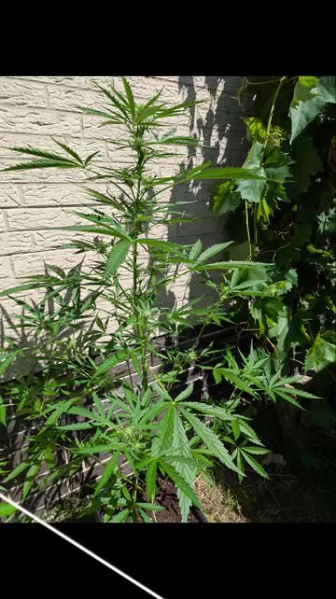 ,,Frosted Guava,, Autoflowering