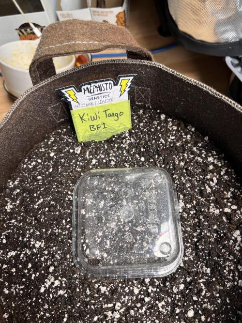 TNT'S Grow 0001. Week 0 - (Kiwi Tango) both seed were kept like this