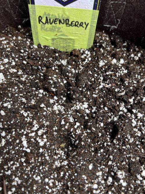TNT'S Grow 0001. Week 0 - (Ravenberry)