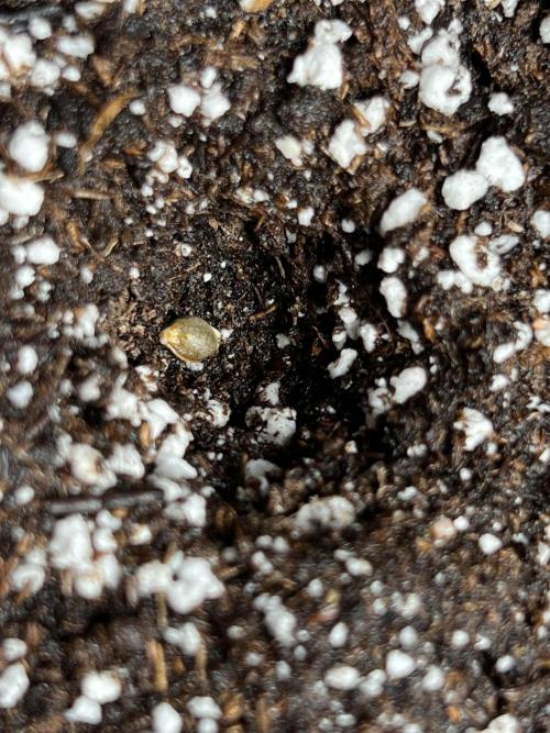TNT'S Grow 0001. Week 0 - (Ravenberry)