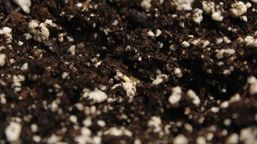 TNT'S Grow 0001. Week 0 - (Kiwi Tango) Kick started by allow less soil on top, it established a firm root 