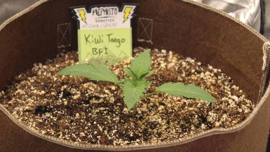 TNT'S Grow 0001. Week 1 - Kiwi Tango day 7 