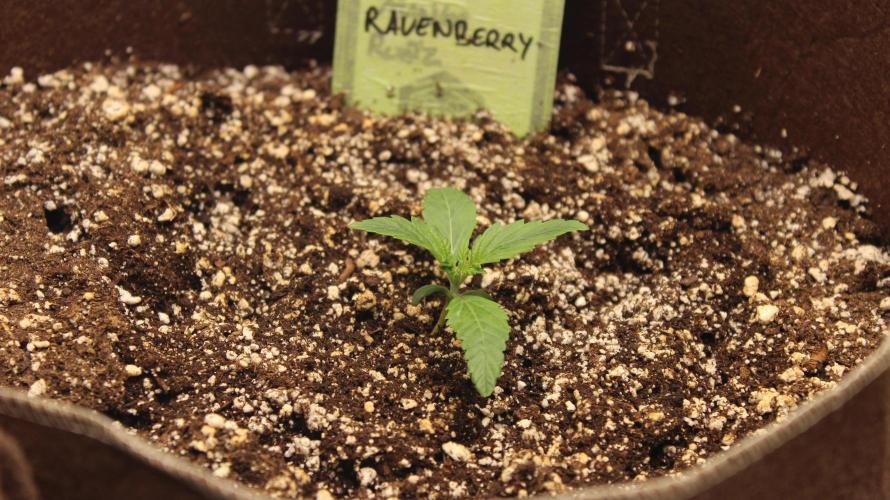 TNT'S Grow 0001. Week 1 - Ravenberry day 7