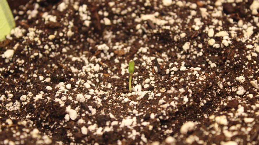 TNT'S Grow 0001. Week 1 - Ravenberry day 1 