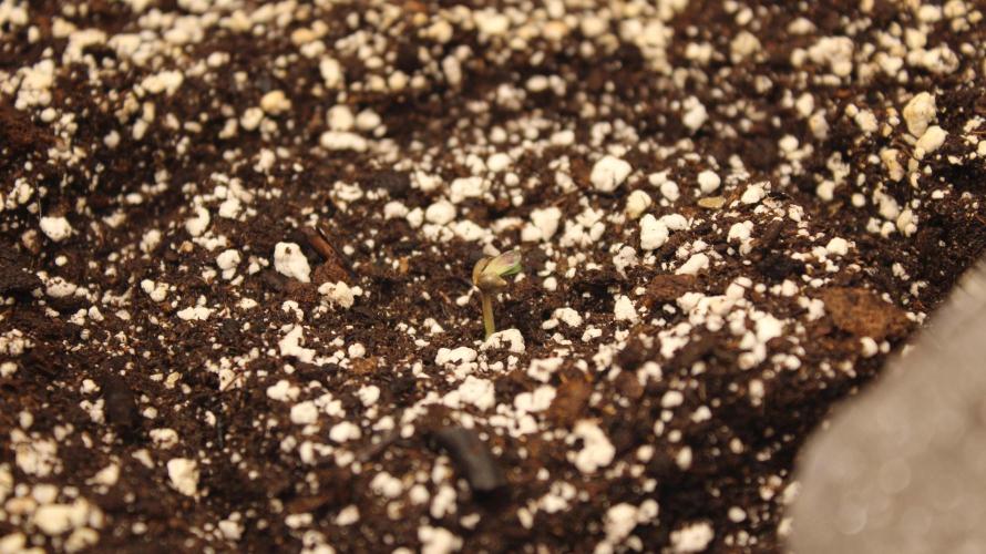 TNT'S Grow 0001. Week 1 - Kiwi Tango day 1