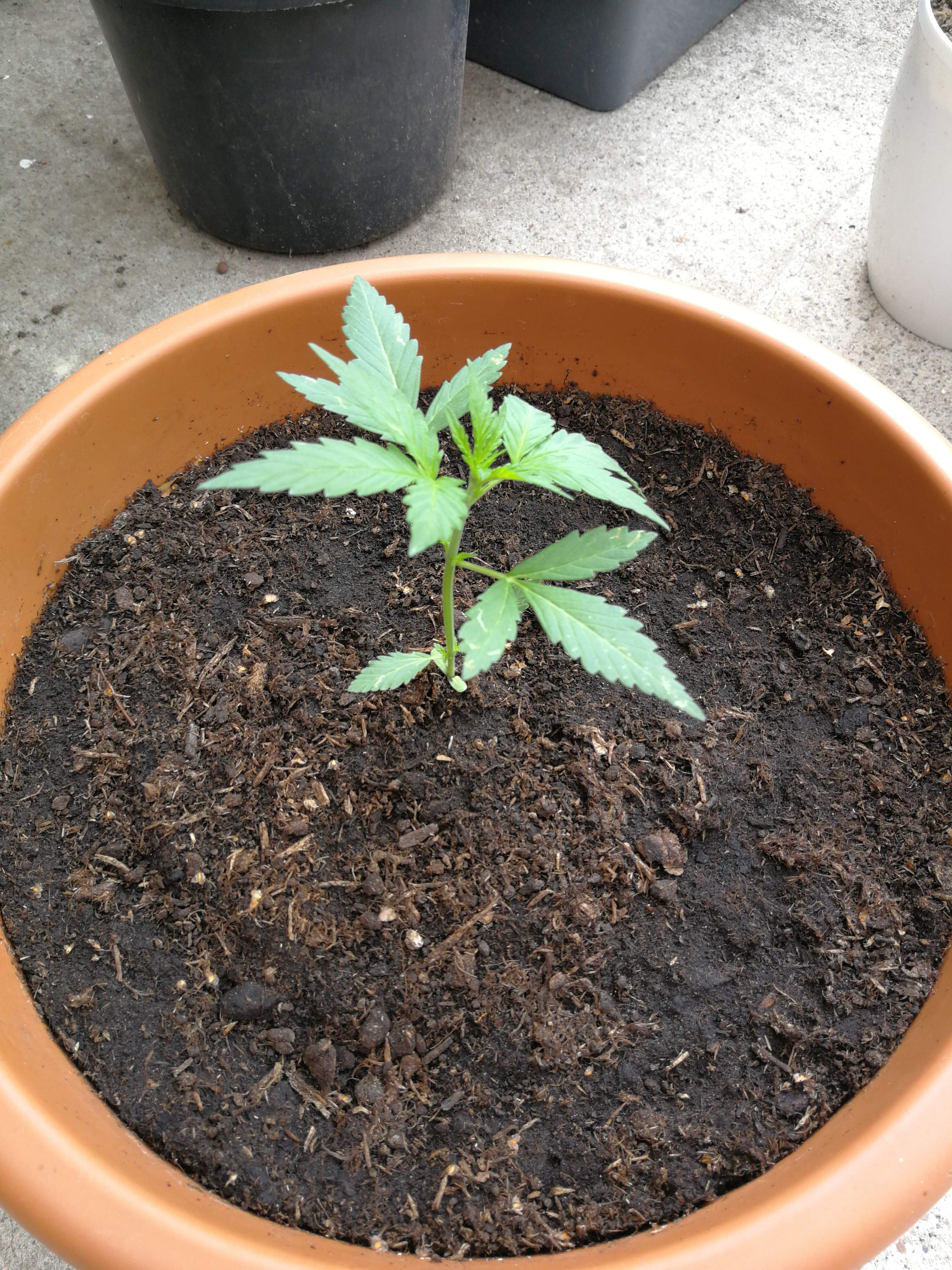 Dinafem Blue Cheese Autoflowering grow diary (journal) week1 by
