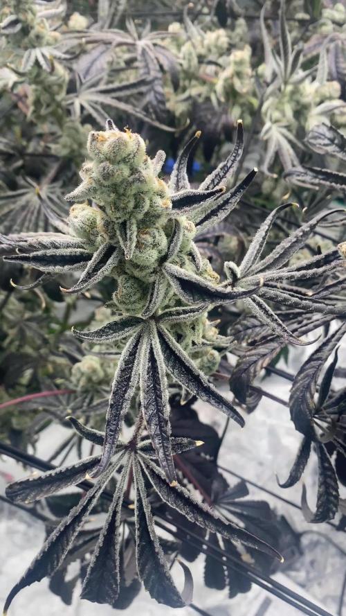 Chimera #2 Beleaf