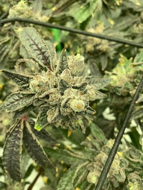 grow more fire -NUCLEUR SLUPPEE (Galactic Warheads X KTK