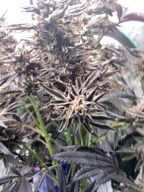 Rainbow zoap - lit farms 