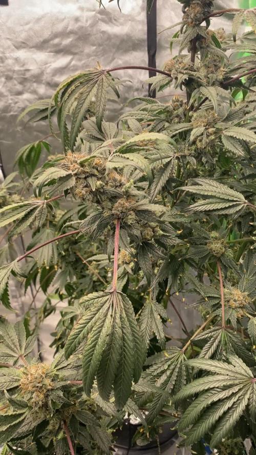 Raw Genetics - Zkittlez Pie 