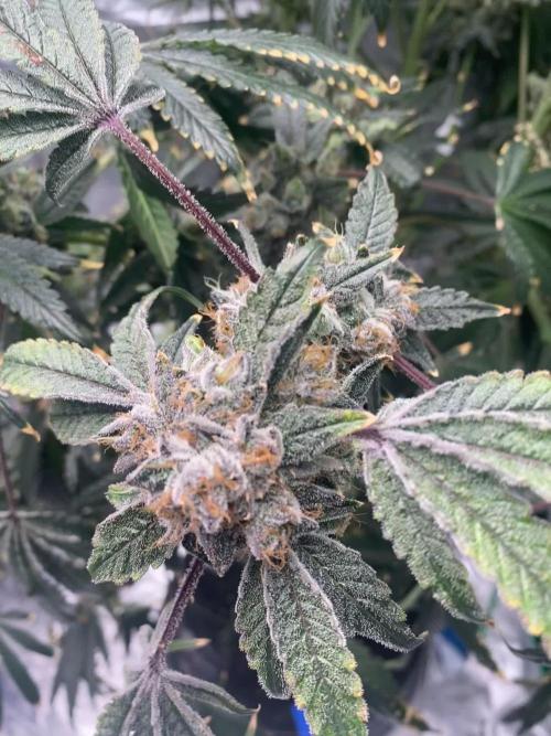 Raw Genetics - Zkittlez Pie 