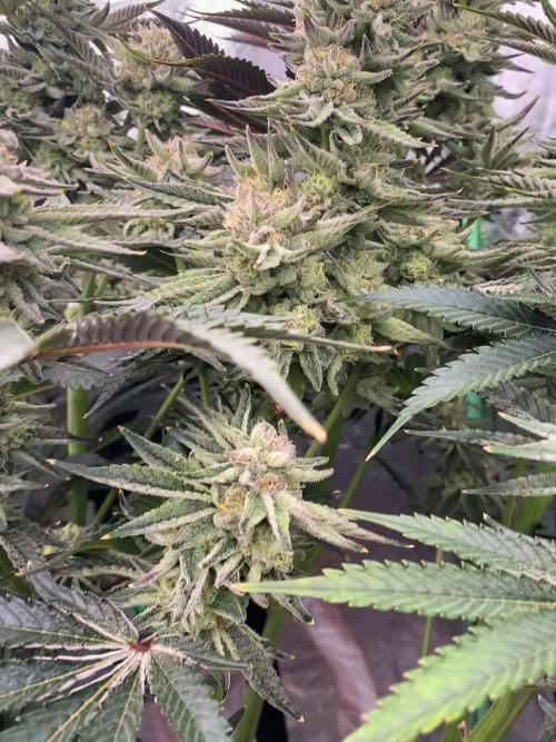 Rainbow zoap - lit farms 