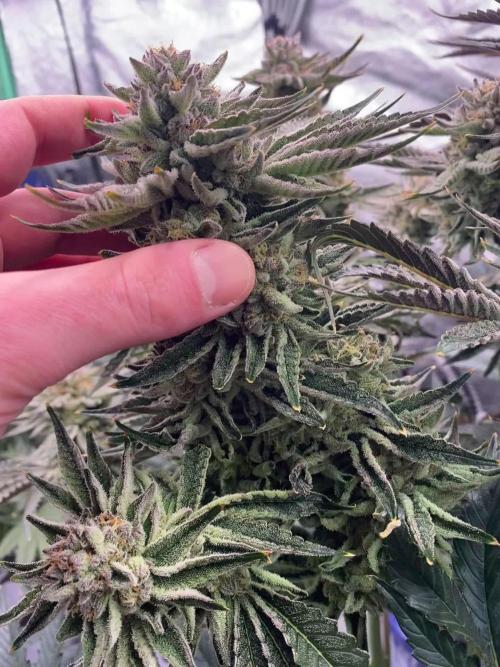 Rainbow zoap - lit farms 