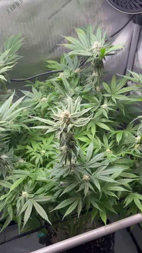 Grow #2 Mint Chocolate Chip Chocolate Series!