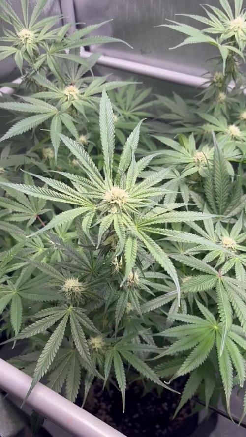 Grow #2 Chocolope Chocolate Series!