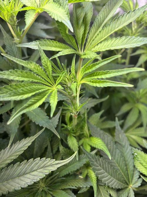 SmokinTees420