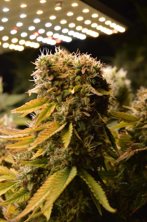 Grow #3 BF - Dos Si Dos 33. Week 9