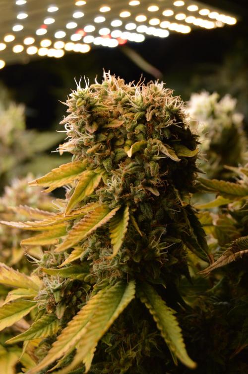 Grow #3 BF - Dos Si Dos 33. Week 9